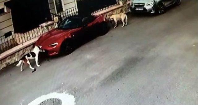 Sakarya’da Lüks Otomobili Parçalayan Köpekler Kamerada