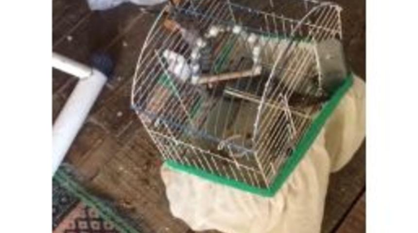 Eve Giren Yılan Kafesteki Kuşu Yedi