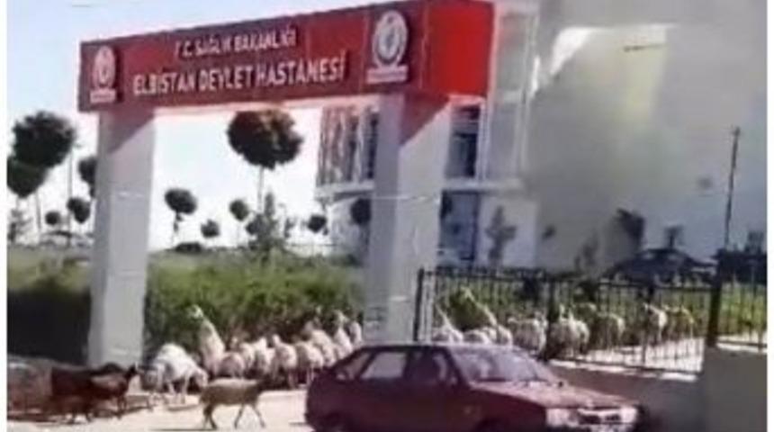 S&uuml;r&uuml;den Ka&ccedil;an Koyunlar Hastaneyi İşgal Etti