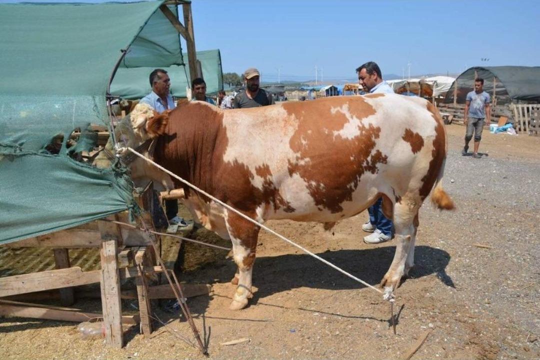 Aliağa&rsquo;da Kurbanlıklar Alıcılarını Bekliyor