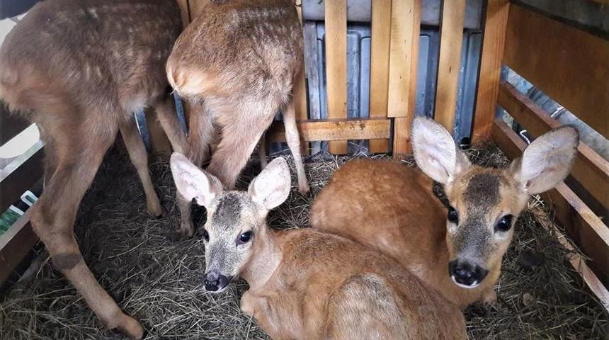 Yavru Karacalara İstanbul’da Bakılacak