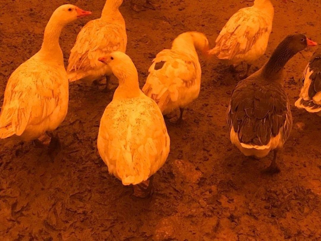 Mardin Ve Diyarbakır&rsquo;da G&ouml;ky&uuml;z&uuml; Toz Bulutlarıyla Kaplandı