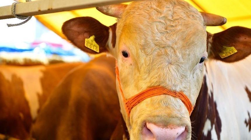 Beylikd&uuml;z&uuml;&rsquo;nde Kurbanlık Satışları Başladı