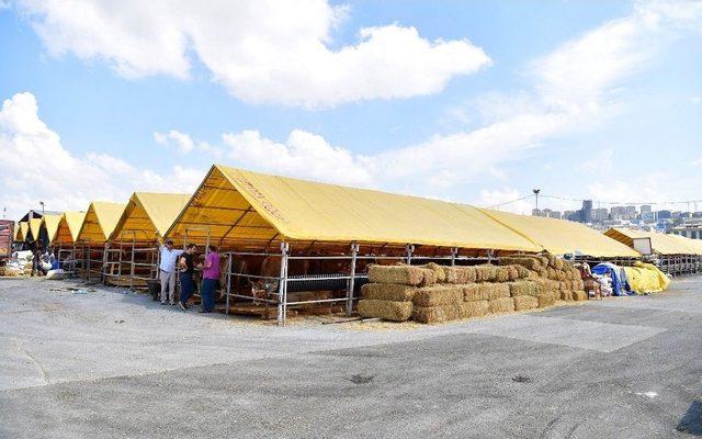 Beylikdüzü’nde Kurbanlık Satışları Başladı