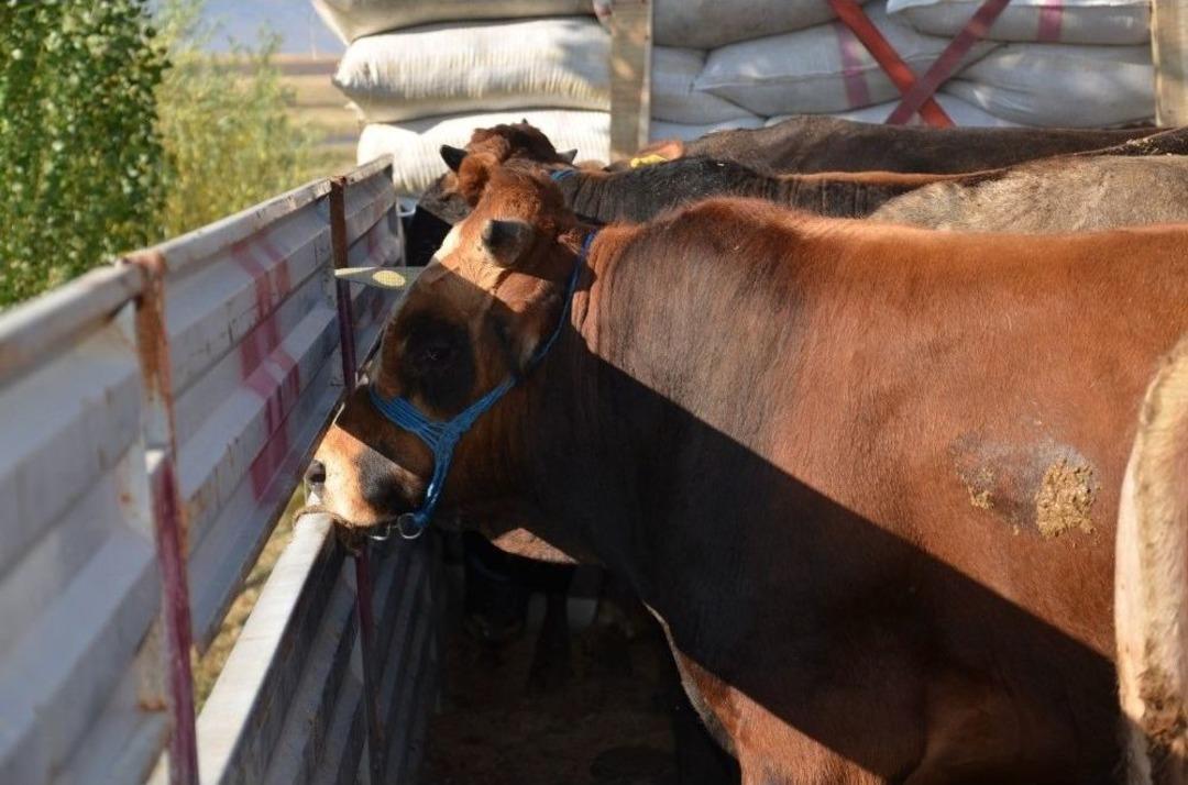 1 Tonu Bulan Kurbanlıklar Sahipleri İ&ccedil;in Yola &Ccedil;ıktı