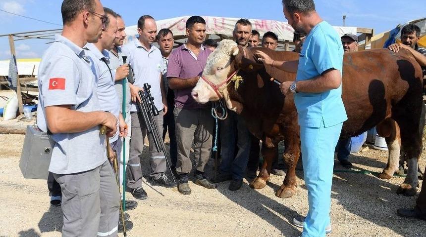 Boğa Yakalama Timi G&ouml;reve Hazır