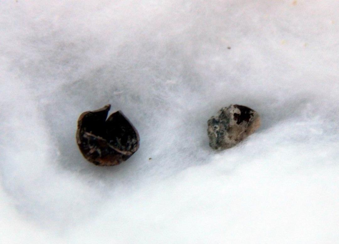 Tarihi Kazıda 3 Bin Yıllık Fındık Bulundu