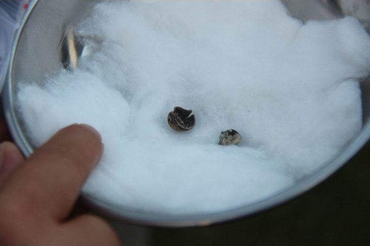 Tarihi Kazıda 3 Bin Yıllık Fındık Bulundu G1