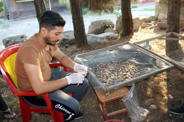 Tarihi Kazıda 3 Bin Yıllık Fındık Bulundu G5