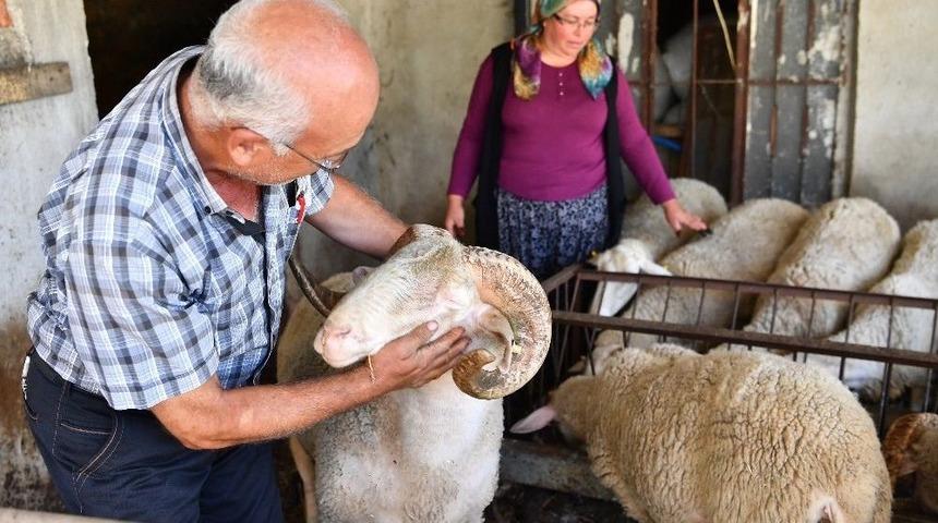 Umut S&uuml;r&uuml;s&uuml;