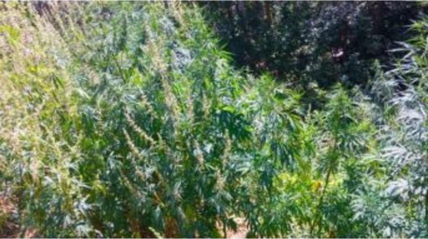 Tortum&rsquo;da 107 Bin K&ouml;k Kenevir Ele Ge&ccedil;irildi