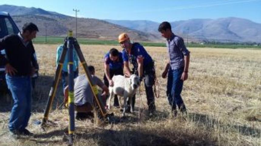 Afad, Su Kuyusuna D&uuml;şen Koyunu Kurtardı