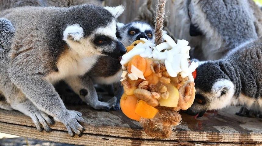 Hayvanların Buzlu Meyve Keyfi