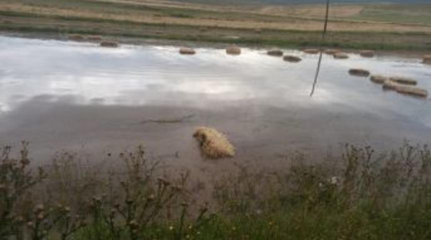 &Ccedil;ıldır&rsquo;da Balyalar Sular İ&ccedil;inde Kaldı