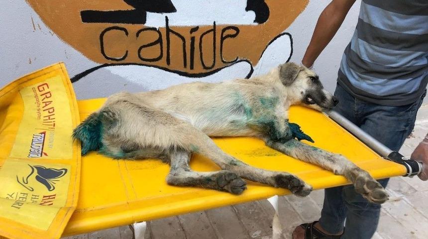 Sapanca&rsquo;dan Sonra Gaziantep&rsquo;te Y&uuml;rek Burkan K&ouml;pek G&ouml;r&uuml;nt&uuml;s&uuml;