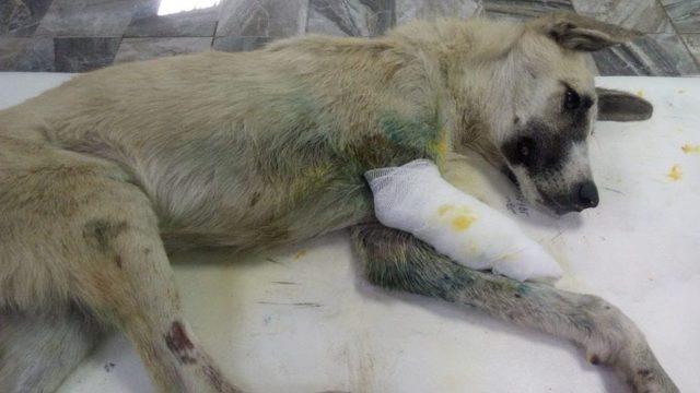 Sapanca’dan Sonra Gaziantep’te Yürek Burkan Köpek Görüntüsü