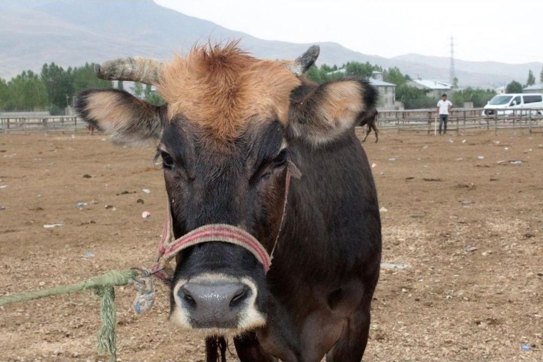Van&rsquo;da Kurbanlıklar G&ouml;r&uuml;c&uuml;ye &Ccedil;ıktı