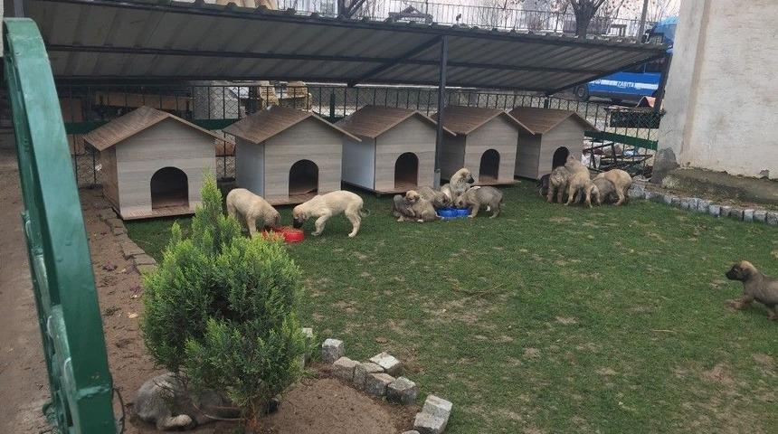 Yavru K&ouml;pekler Artık &Uuml;ş&uuml;meyecek