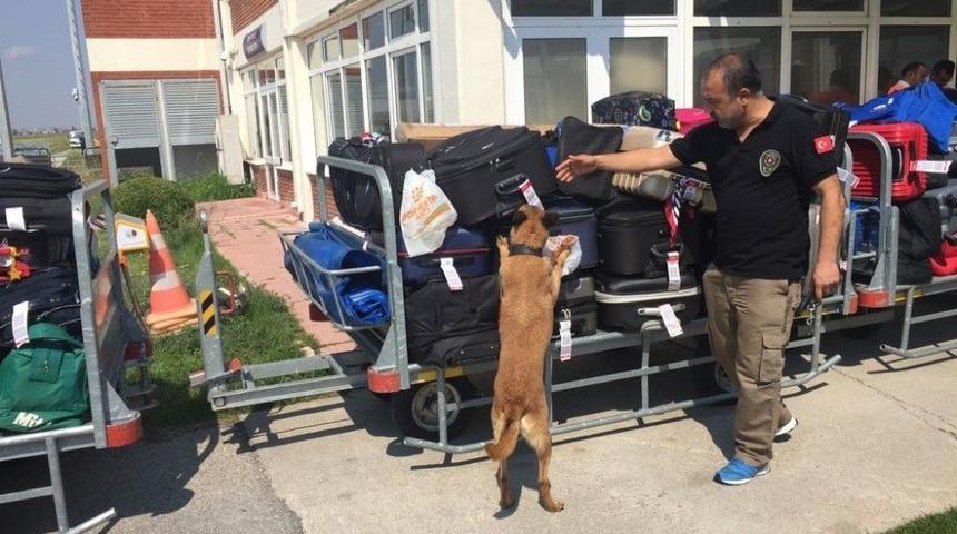 Narkotik K&ouml;peği &rsquo;cankız&rsquo; Havaalanında Uyuşturucuya G&ouml;z A&ccedil;tırmıyor