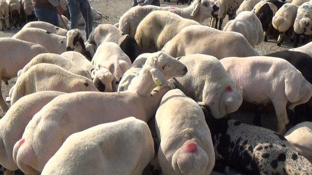 Gözünde, Burnunda Akıntı Olan Kurbanlık Almayın