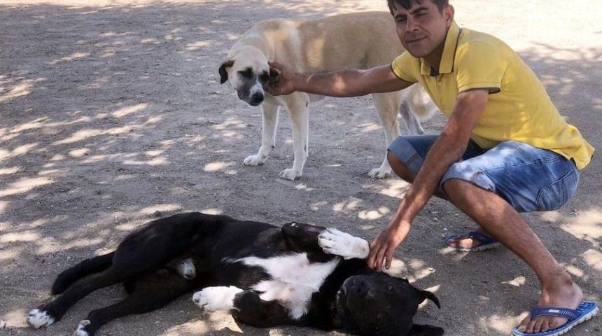 Beslediği K&ouml;pekler Hayatını Kurtardı
