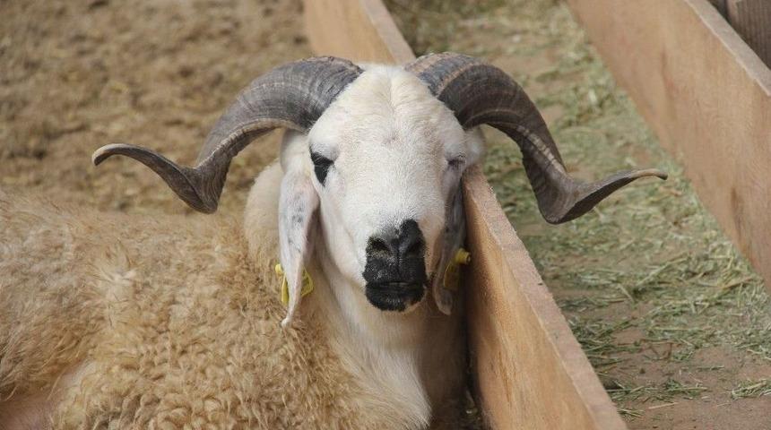 Adana Kasaplar Odası Başkanı Yağmur: "kurbanda Dişi Hayvan Kesmeyin"