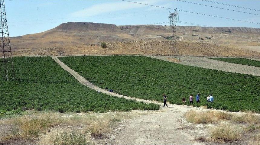 Ayaş&rsquo;ta Hasat Başladı