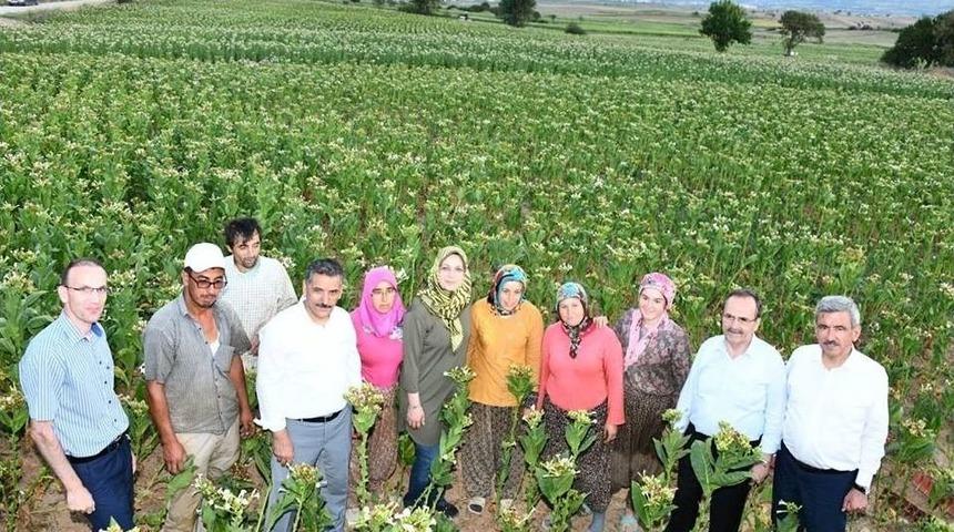 Vali Ve Başkan Tarlada T&uuml;t&uuml;n Kırdı