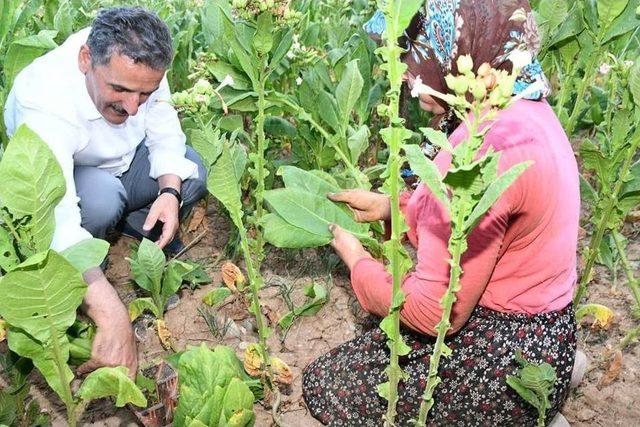 Vali Ve Başkan Tarlada Tütün Kırdı