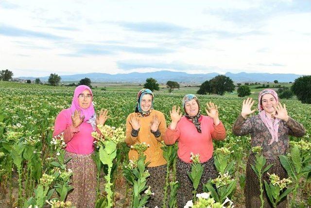 Vali Ve Başkan Tarlada Tütün Kırdı