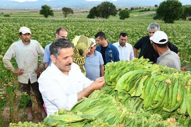 Vali Ve Başkan Tarlada Tütün Kırdı