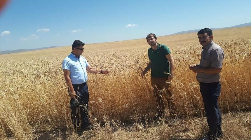 &Ouml;zalp&rsquo;ta Buğday Hasadına Başlandı