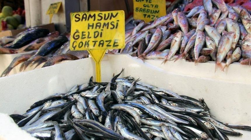 Karadeniz’de Ağustos Ayında Hamsi Çıktı