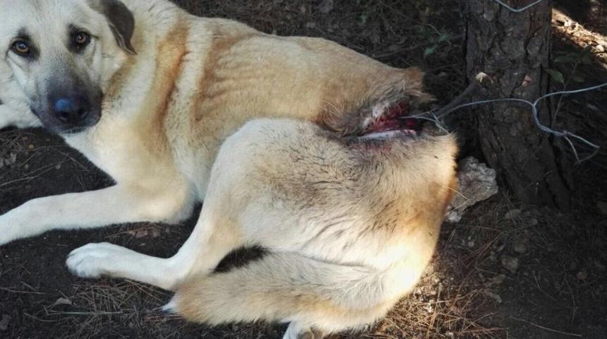 Hayvanseverlerin Beslediği Köpek Tellerle Bağlanmış Halde Bulundu