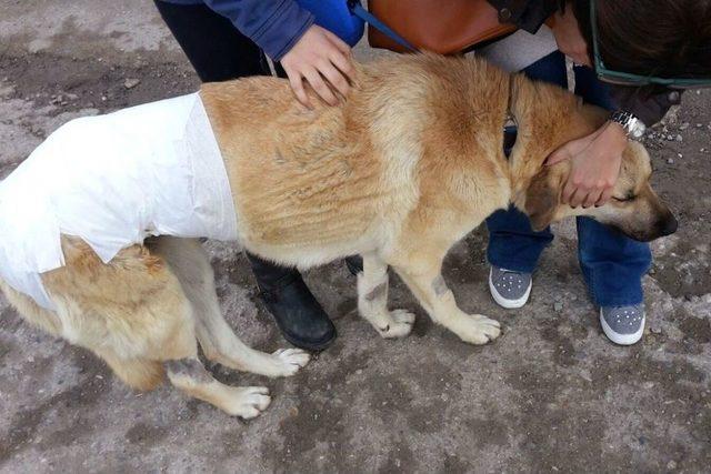 Hayvanseverlerin Beslediği Köpek Tellerle Bağlanmış Halde Bulundu