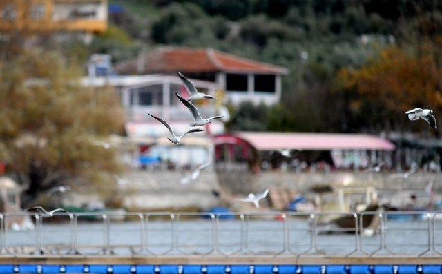 Gölyazı’da Tehlike Çanları