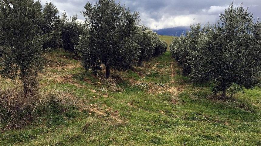 Manisa&rsquo;da Bin 500 Zeytin Ağacı Taşındı