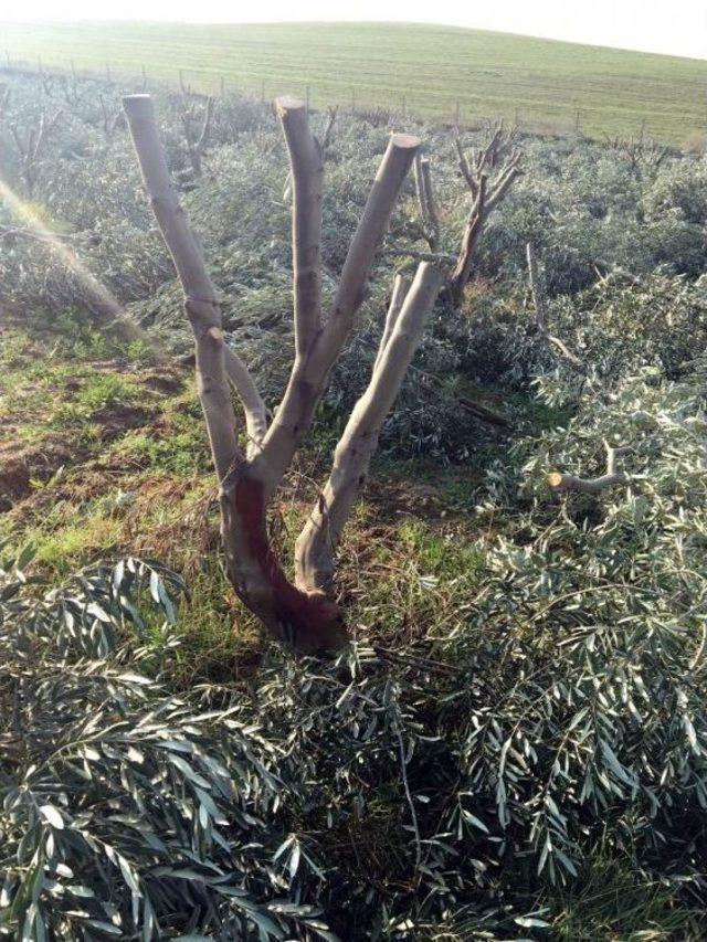 Manisa’da Bin 500 Zeytin Ağacı Taşındı