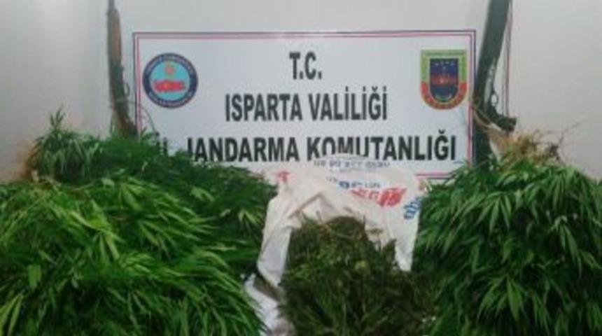 Yalvaç’ta Yasa Dışı Kenevir Yetiştiriciliğine Jandarma Baskını: 1 Gözaltı