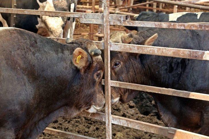 4 Bilezikle Başladı, Kurban Bayramı Öncesi Servetine Servet Kattı G1