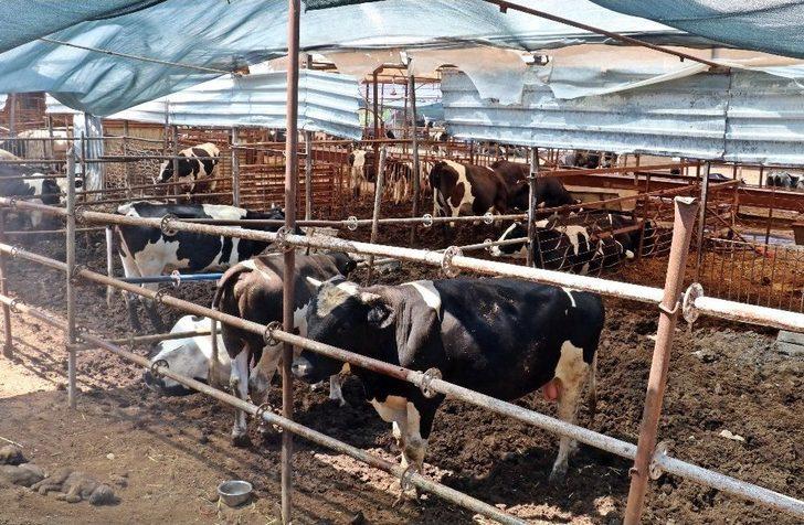 4 Bilezikle Başladı, Kurban Bayramı Öncesi Servetine Servet Kattı G3