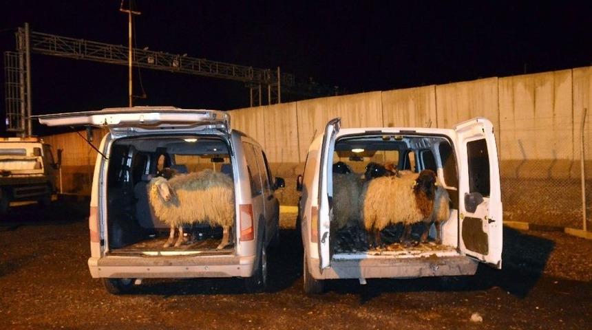 Diyarbakır&rsquo;da Hayvan Hırsızları Yakalandı