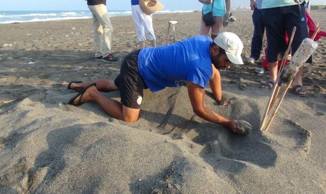 Hatay&rsquo;da Yavru Caretta Carettalar Denizle Buluştu