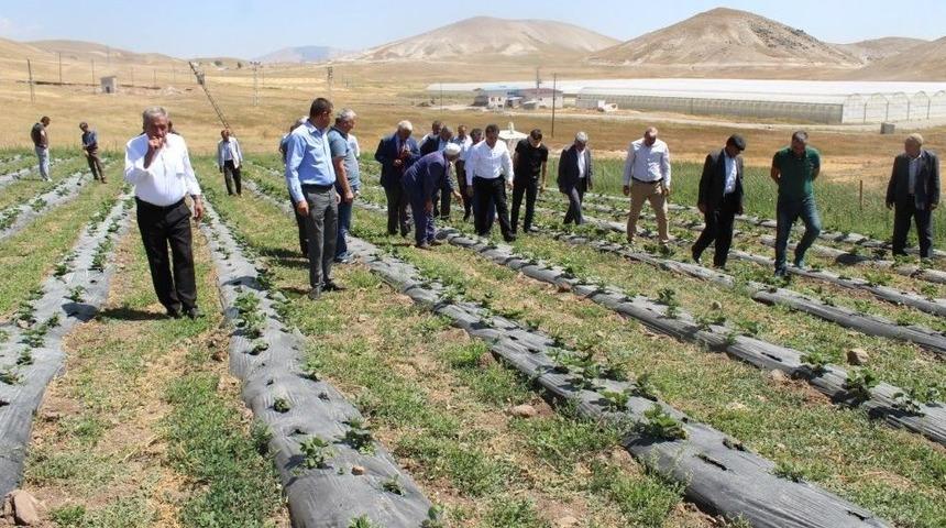 T&uuml;rkiye&rsquo;nin En Soğuk İl&ccedil;esinde &Ccedil;ilek Yetişti