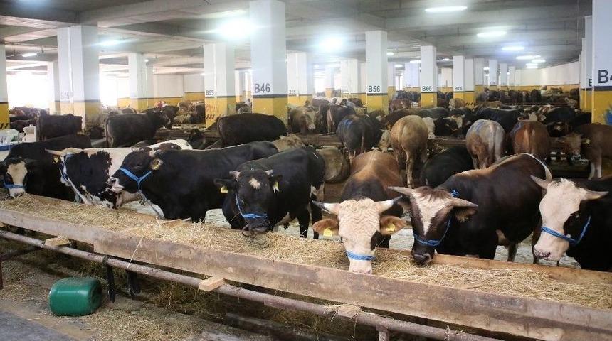 Bayrampaşa, Beş Yıldızlı Tesisiyle Kurban Bayramı&rsquo;na Hazır