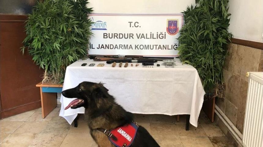Burdur’da Jandarmadan Dedektör Köpekli Uyuşturucu Operasyonu