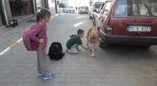 Yaralı Köpeğe Çocuk Şefkati