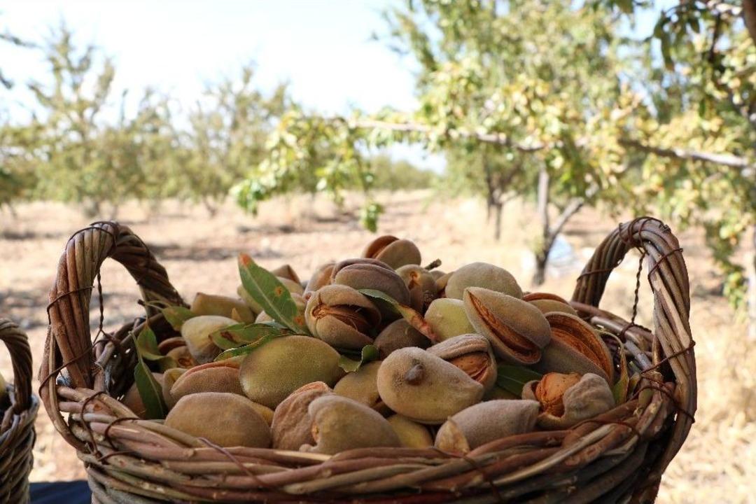 Badem &Uuml;retiminde Teknolojik Tarım