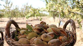 Badem Üretiminde Teknolojik Tarım