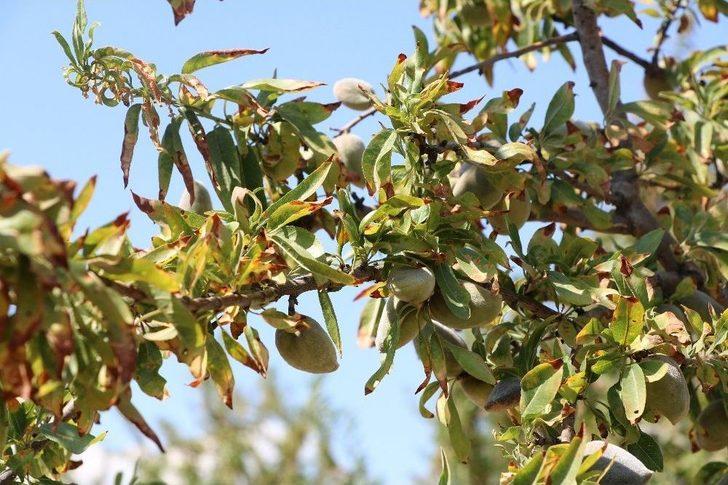 Badem Üretiminde Teknolojik Tarım G2